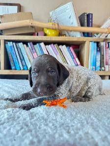 UKC Registered German Shorthaired Pointer Puppies - Photo 3