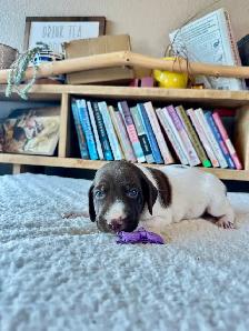 UKC Registered German Shorthaired Pointer Puppies - Photo 5