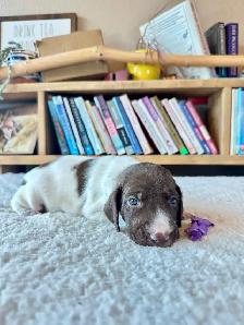 UKC Registered German Shorthaired Pointer Puppies - Photo 6