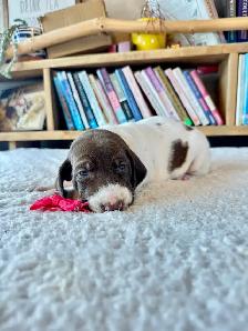 UKC Registered German Shorthaired Pointer Puppies - Photo 8