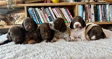 UKC Registered German Shorthaired Pointer Puppies - Photo 10