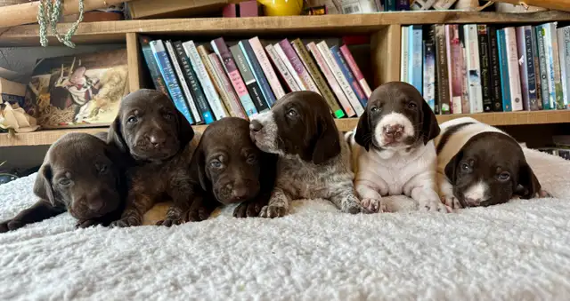 Premium GSP Puppies – UKC Registered