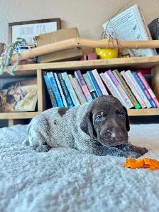 Premium GSP Puppies – UKC Registered - Photo 2