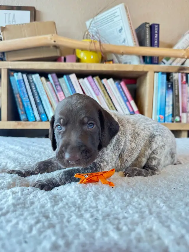 Premium GSP Puppies – UKC Registered - Photo 3