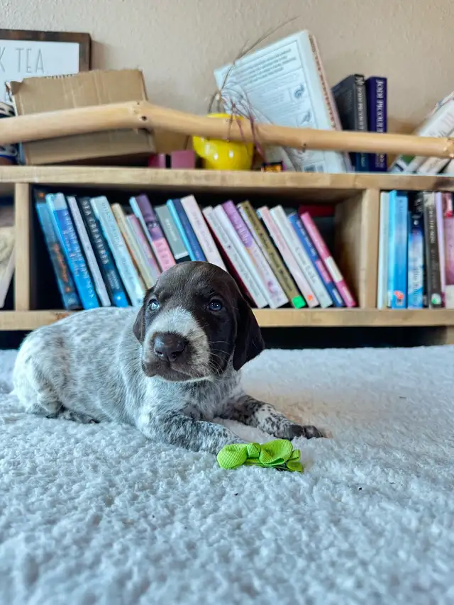 Premium GSP Puppies – UKC Registered - Photo 4