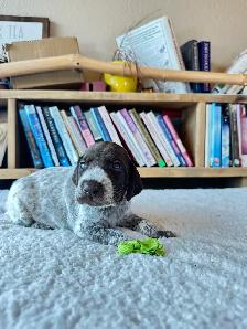 Premium GSP Puppies – UKC Registered - Photo 4