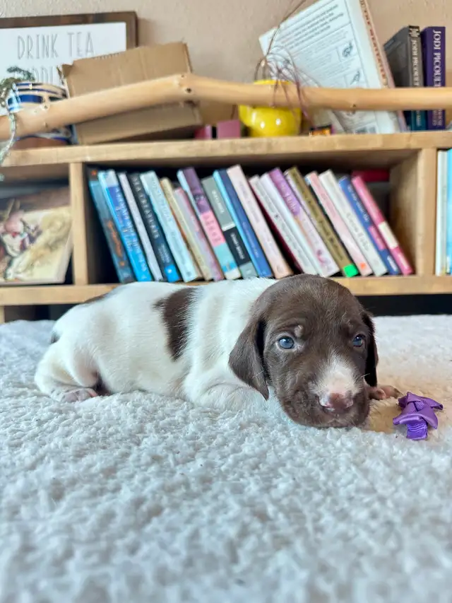 Premium GSP Puppies – UKC Registered - Photo 7