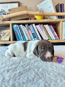 Premium GSP Puppies – UKC Registered - Photo 7