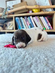 Premium GSP Puppies – UKC Registered - Photo 8