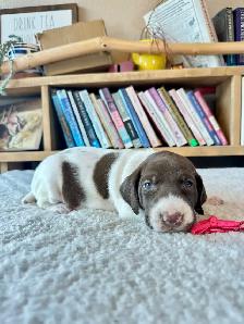 Premium GSP Puppies – UKC Registered - Photo 9