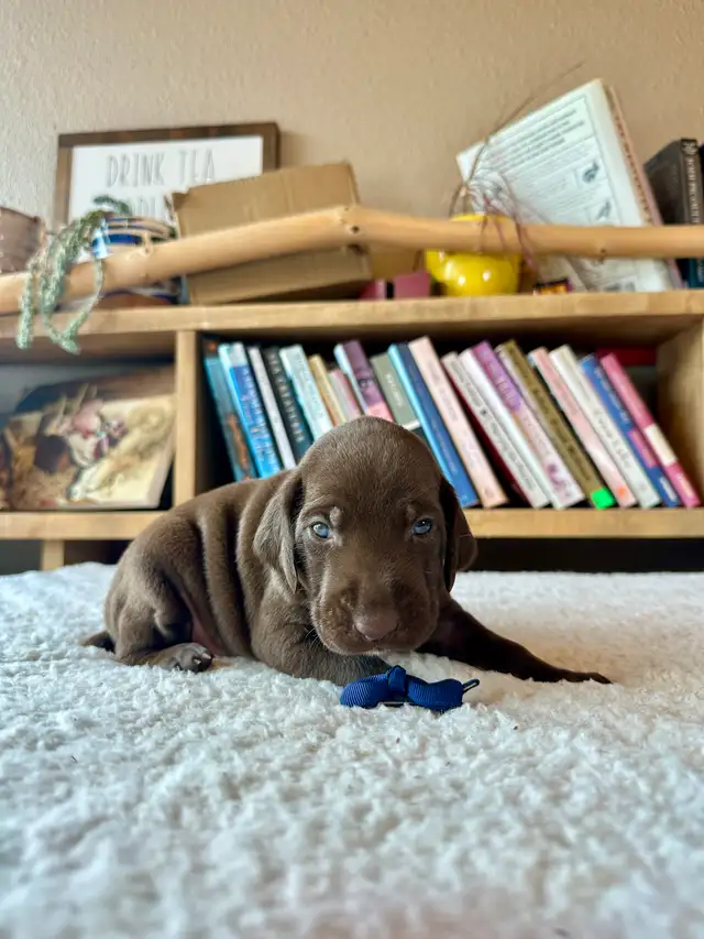 Premium GSP Puppies – UKC Registered - Photo 10
