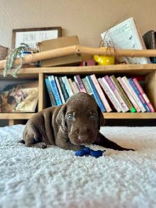 Premium GSP Puppies – UKC Registered - Photo 10