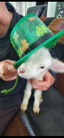 Buy Sell Trade Event