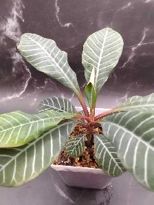 Madagascar Jewel - Photo 2