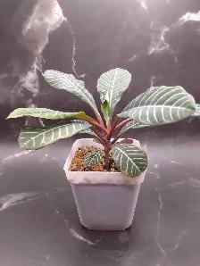 Madagascar Jewel - Photo 3