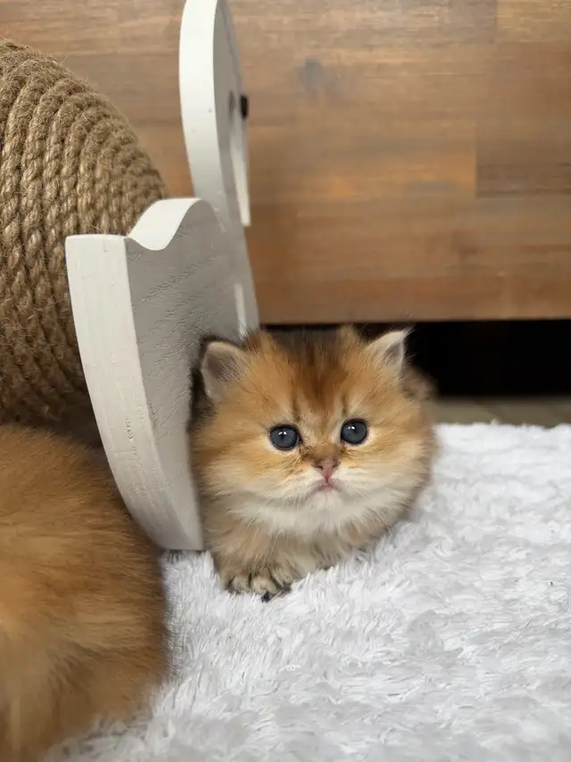 Purebred Scottish straight female kitten for sale