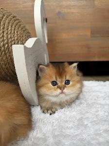 Purebred Scottish straight female kitten for sale - Photo 1