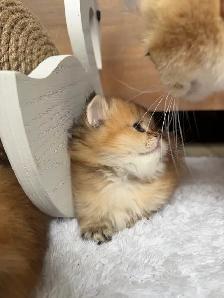 Purebred Scottish straight female kitten for sale - Photo 2