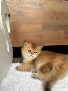 Purebred Scottish straight female kitten for sale - Photo 3