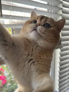 Purebred Scottish straight female kitten for sale - Photo 4