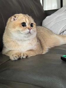 Purebred Scottish straight female kitten for sale - Photo 5