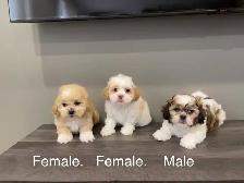 Shih-Tzu x Bichon Frise Puppies! SHICHON ❤️ Ready Now!
