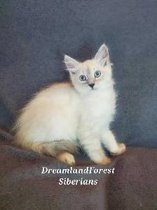 Hypoallergenic TICA registered Siberian Kitten!