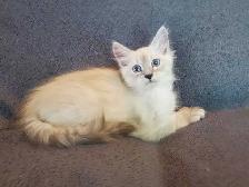 Hypoallergenic TICA registered Siberian Kitten! - Photo 2