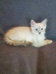 Hypoallergenic TICA registered Siberian Kitten! - Photo 7