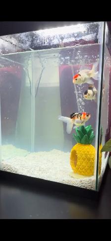 panda oranda goldfish