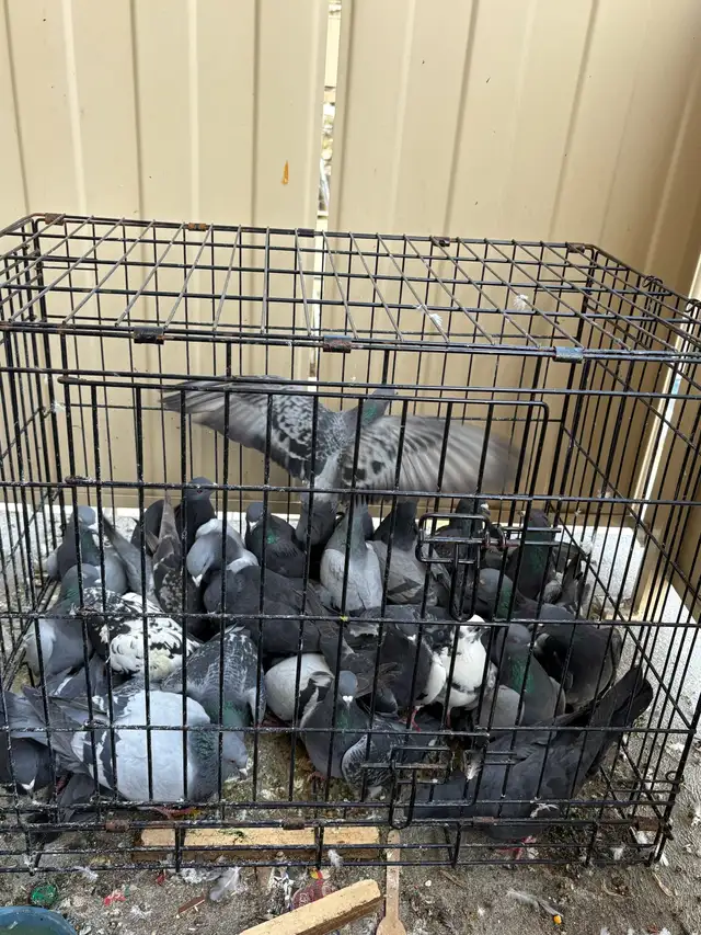 Rock dove pigeons