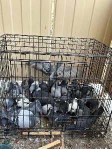 Rock dove pigeons