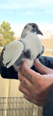 Rock dove pigeons - Photo 3