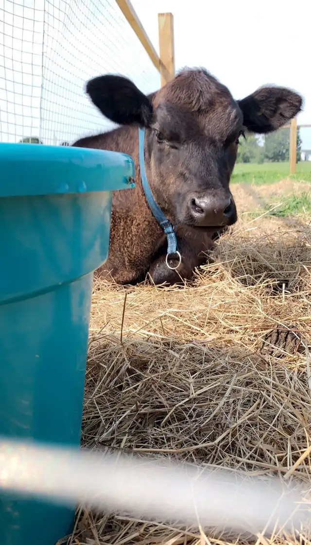 Farm sitter Available - experienced and reliable