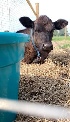 Farm sitter Available - experienced and reliable