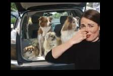 ODOR REMOVAL SERVICE - HOME -WORK-VEHICLE - Photo 3