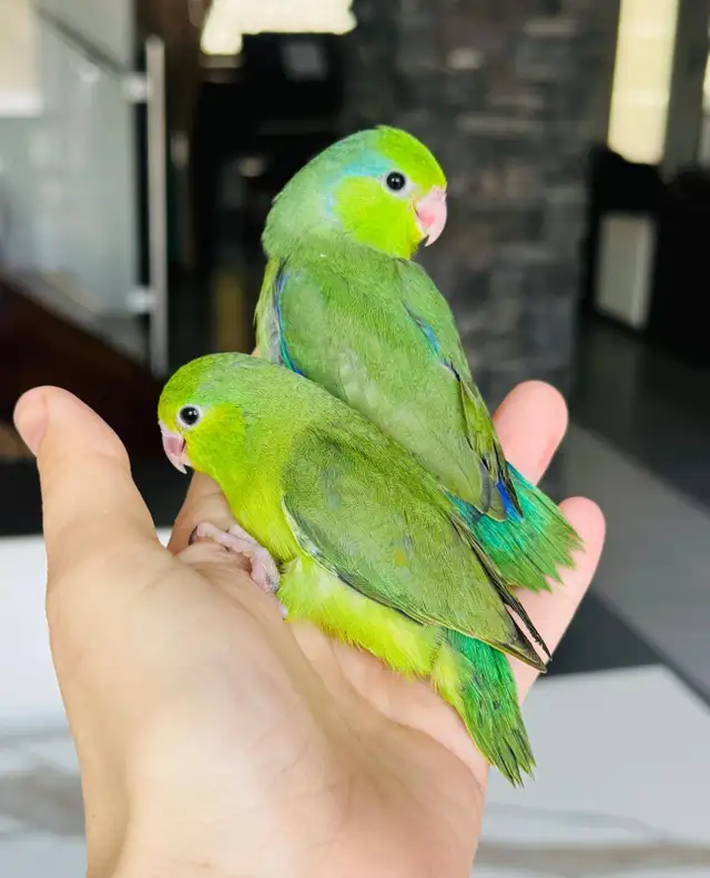 super friendly and handtame Parrotlets