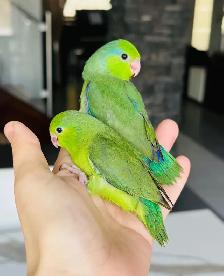 super friendly and handtame Parrotlets