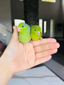 super friendly and handtame Parrotlets - Photo 3