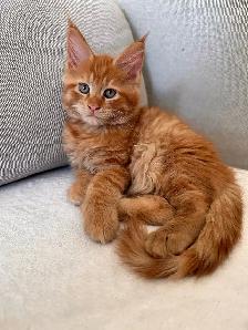 Maine Coon