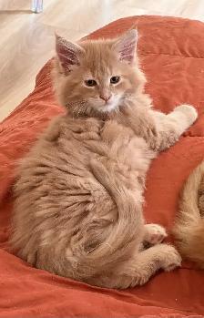 Maine Coon - Photo 2