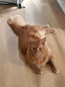 Maine Coon - Photo 3