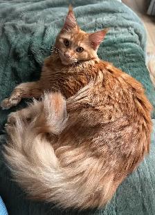 Maine Coon - Photo 5