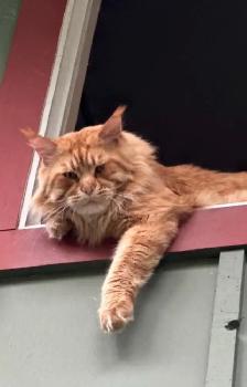 Maine Coon - Photo 6