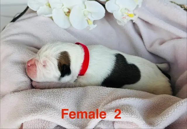 Boxer Puppies - Photo 2