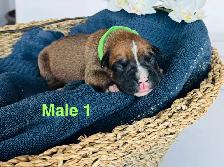 Boxer Puppies - Photo 3