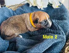 Boxer Puppies - Photo 4