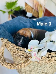 Boxer Puppies - Photo 5