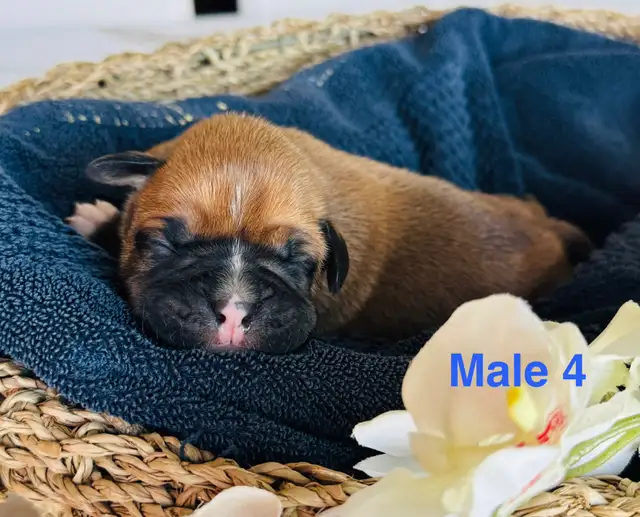 Boxer Puppies - Photo 6