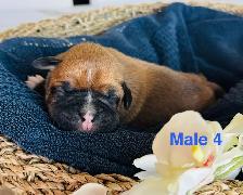 Boxer Puppies - Photo 6